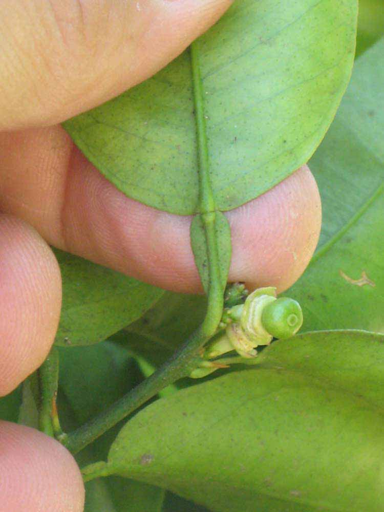              Petiole (Riverside, CA)       